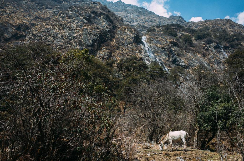 langtang-28.jpg