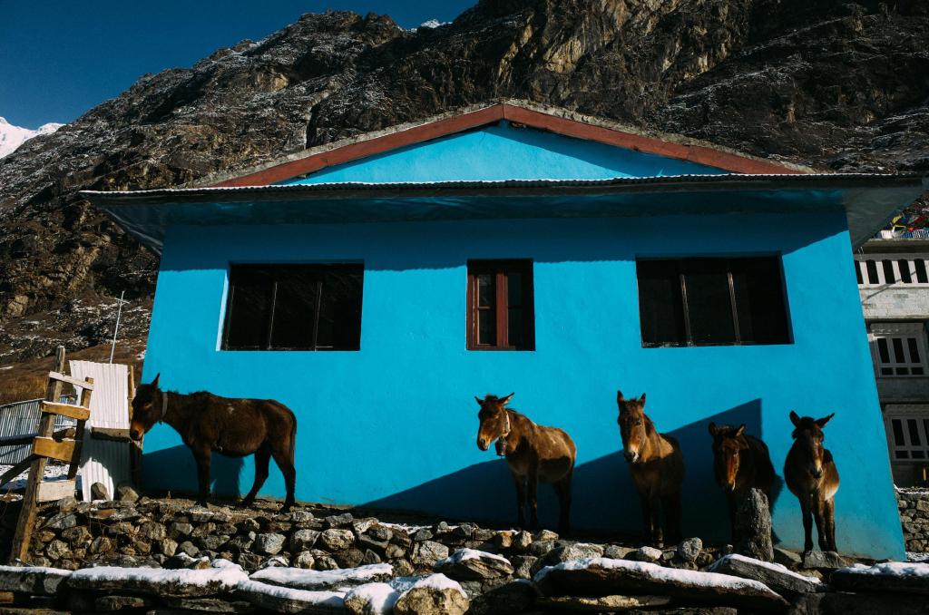 langtang-35.jpg