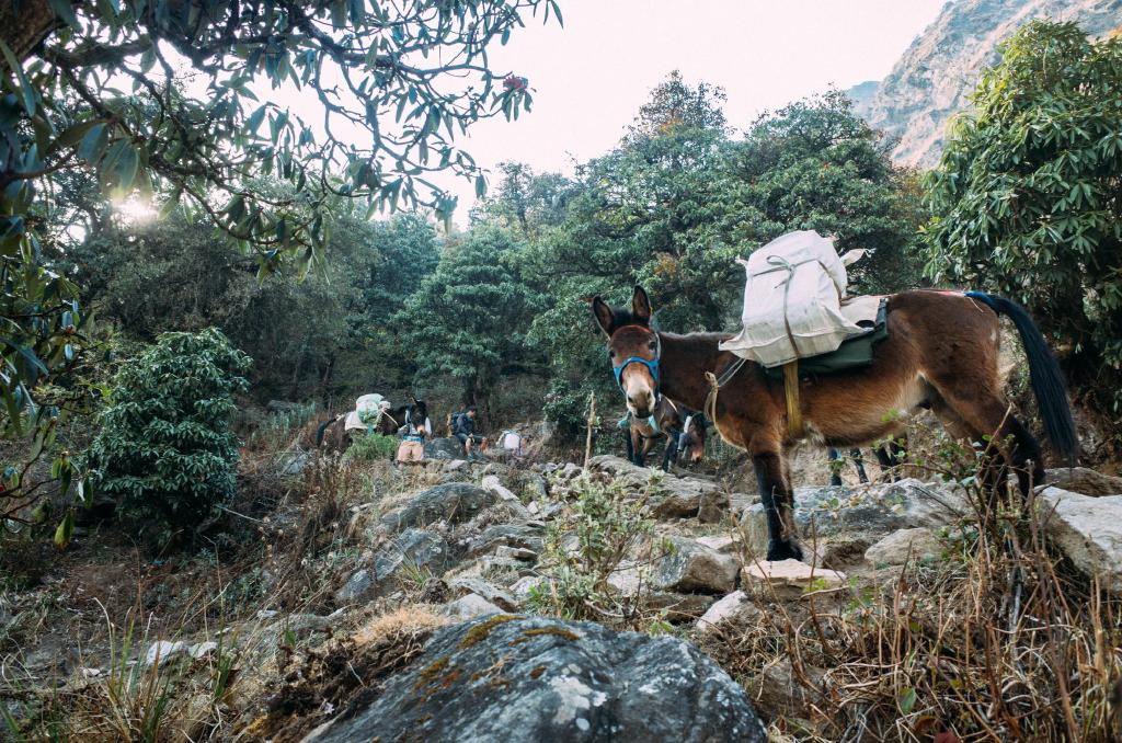 langtang-79.jpg