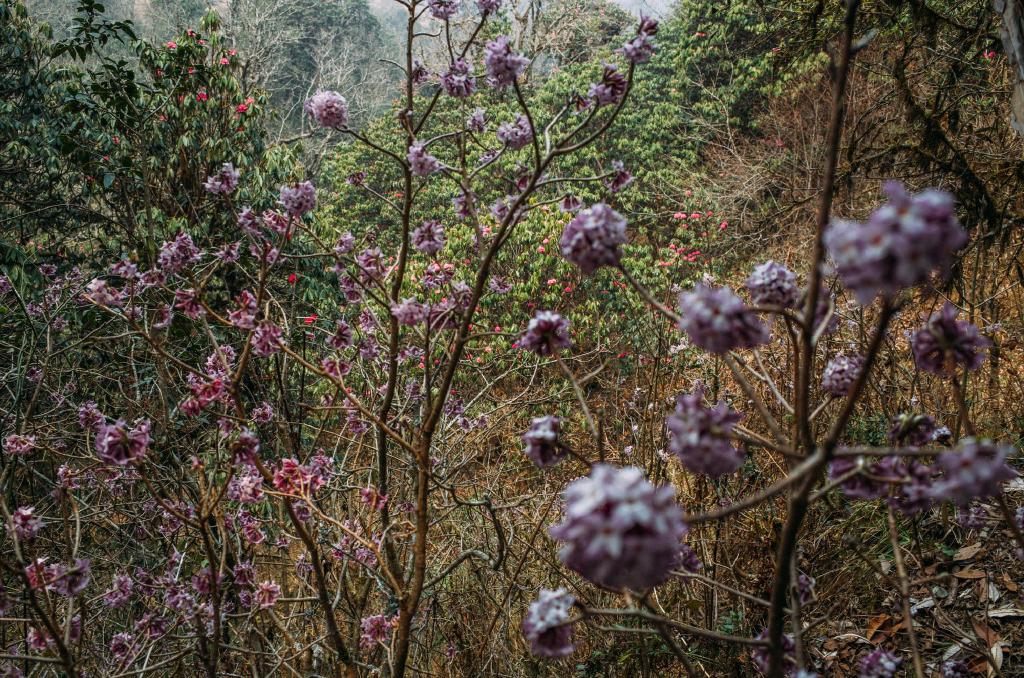 poon-hill-23.jpg