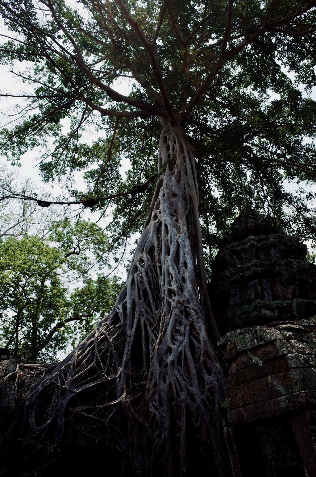 Siem Reap edit - 5 of 24.jpeg